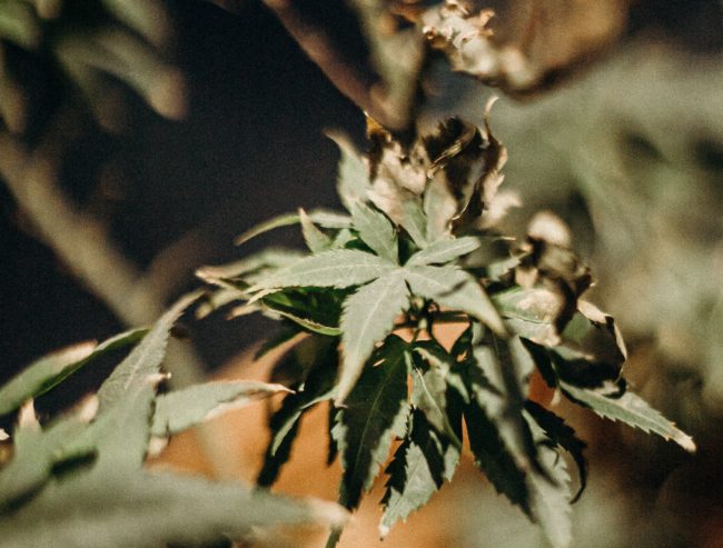 green-and-brown-plant-in-close-up-photography-4543137