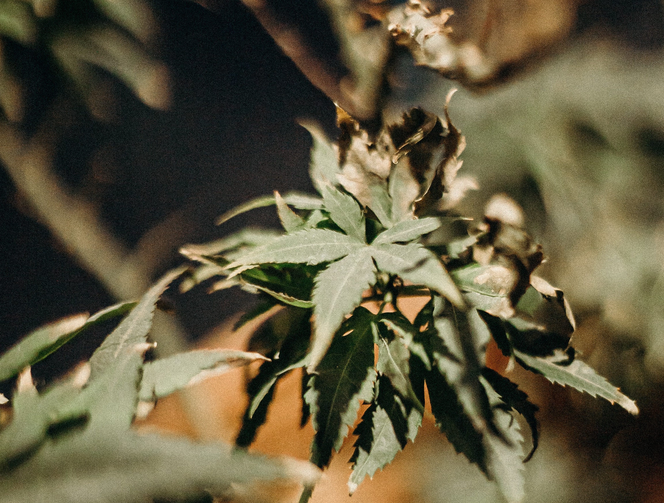 green-and-brown-plant-in-close-up-photography-4543137