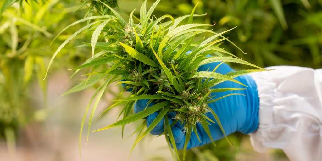 Cannabis research concepts,cbd oil,Pharmaceutical industry.