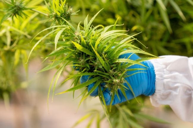 Cannabis research concepts,cbd oil,Pharmaceutical industry.